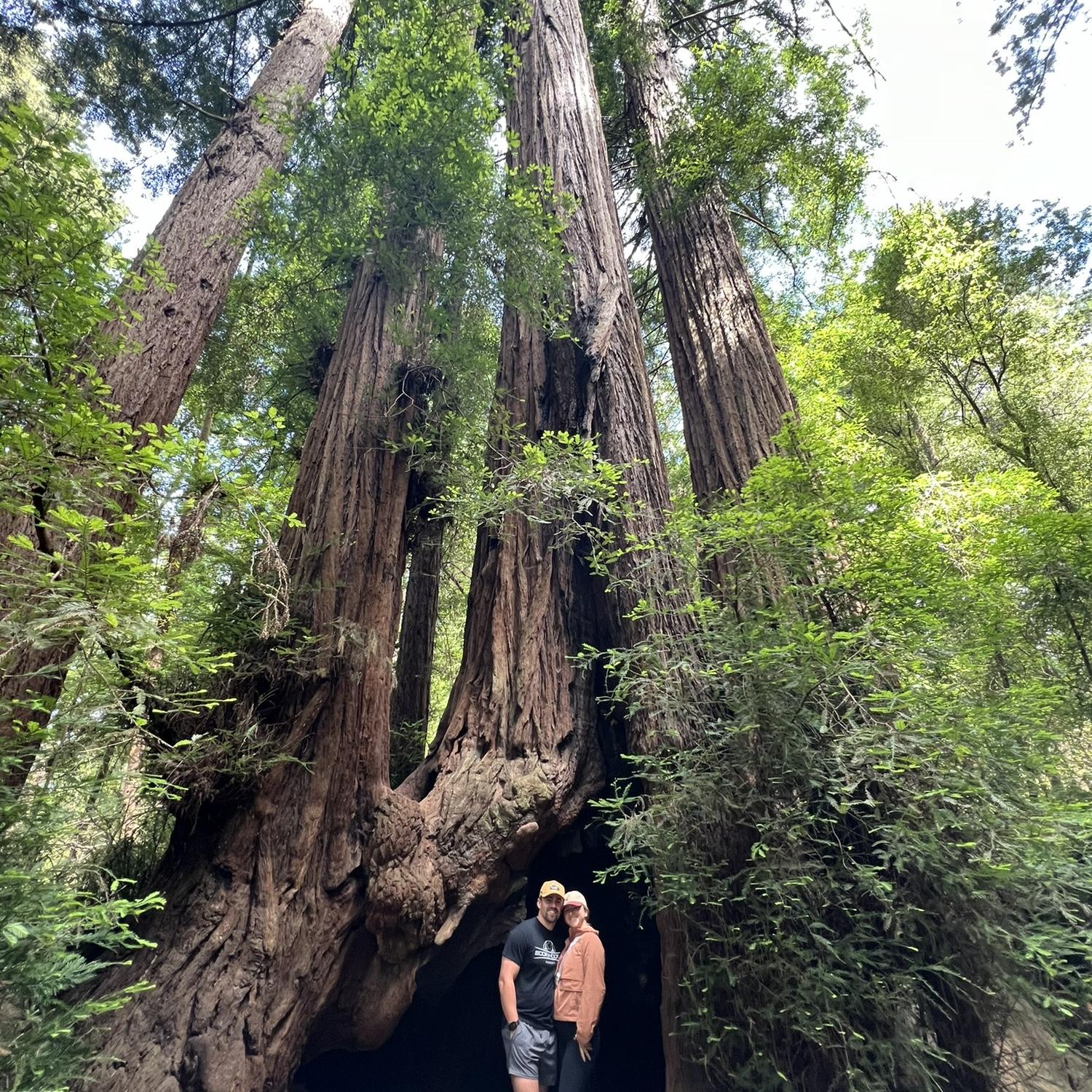 Henry Cowell State Park - Santa Cruz, CA