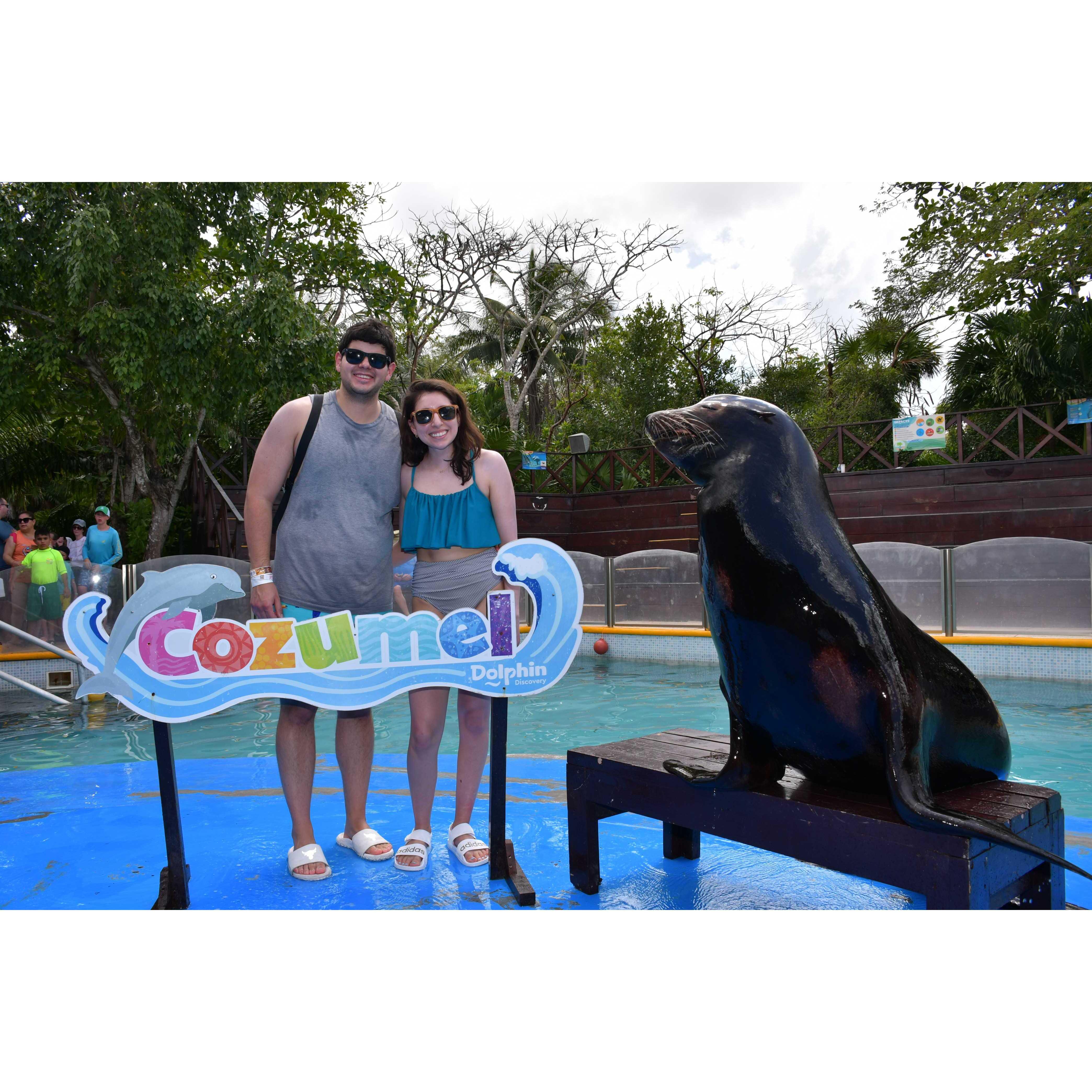 Sea Lion Show in Cozumel - 2023
