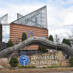 Tennessee Aquarium