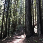 Bothe-Napa Valley State Park