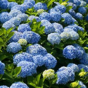 Hydrangea fund!