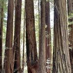 Muir Woods