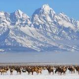 National Elk Refuge