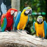Parrot Mountain and Gardens