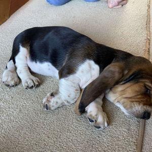 Basset Hound Fund