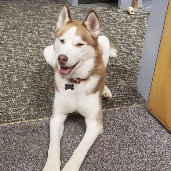 Sansa rose our husky