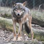 Wolf Mountain Nature Center