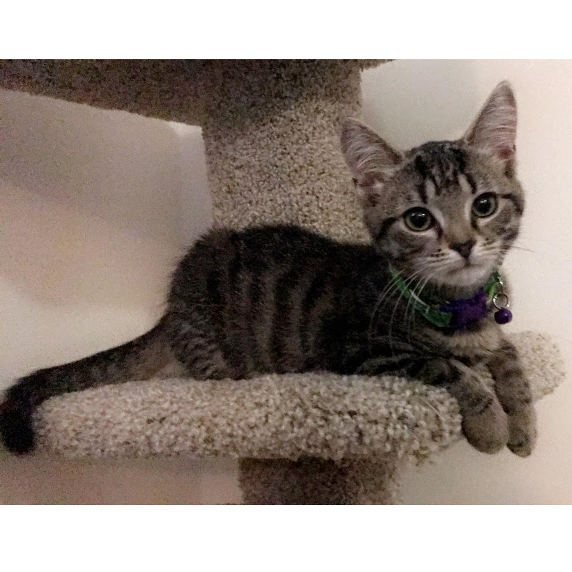 We got Kiara in August 2017!