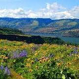 Rowena Crest Viewpoint
