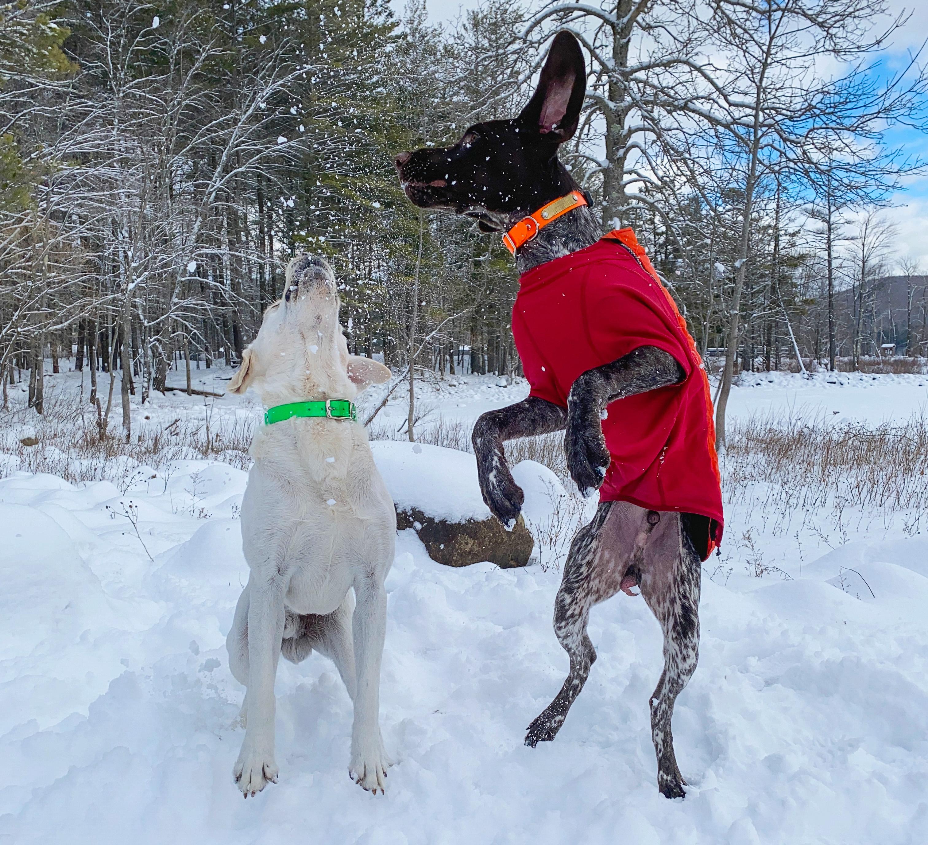 Year's Supply Of Pet Treats