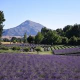 Wānaka Lavender Farm
