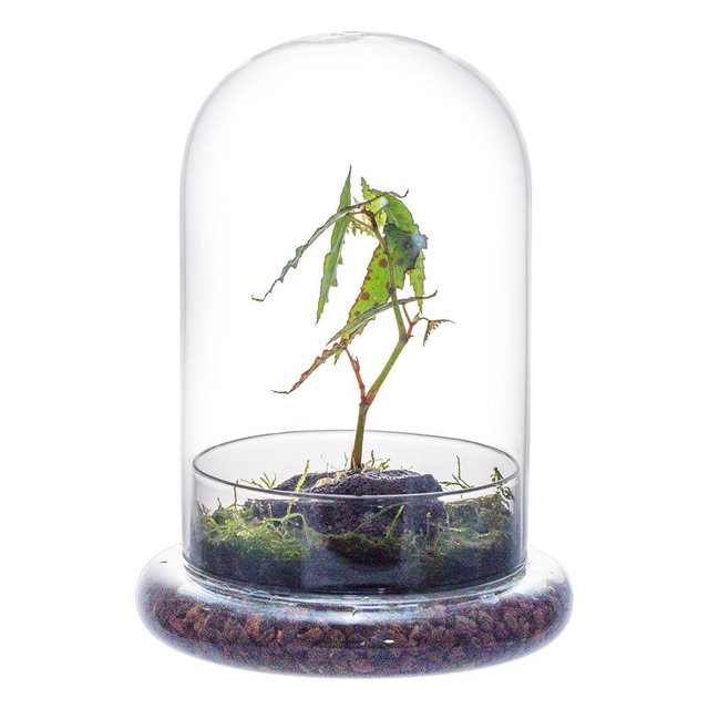 NCYP Glass Cloche Dome with Air Hole and Base, 5.9 x 5.9 x 8.2 Inches, Clear Terrarium Planter for Venus Flytrap, Small Plants, Home Indoor Tabletop Decoration (No Plants)