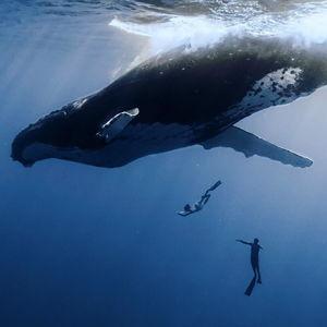 Swimming with whales on our honeymoon