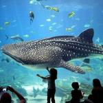 Georgia Aquarium