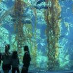 Birch Aquarium