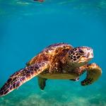 Turtle Hospital
