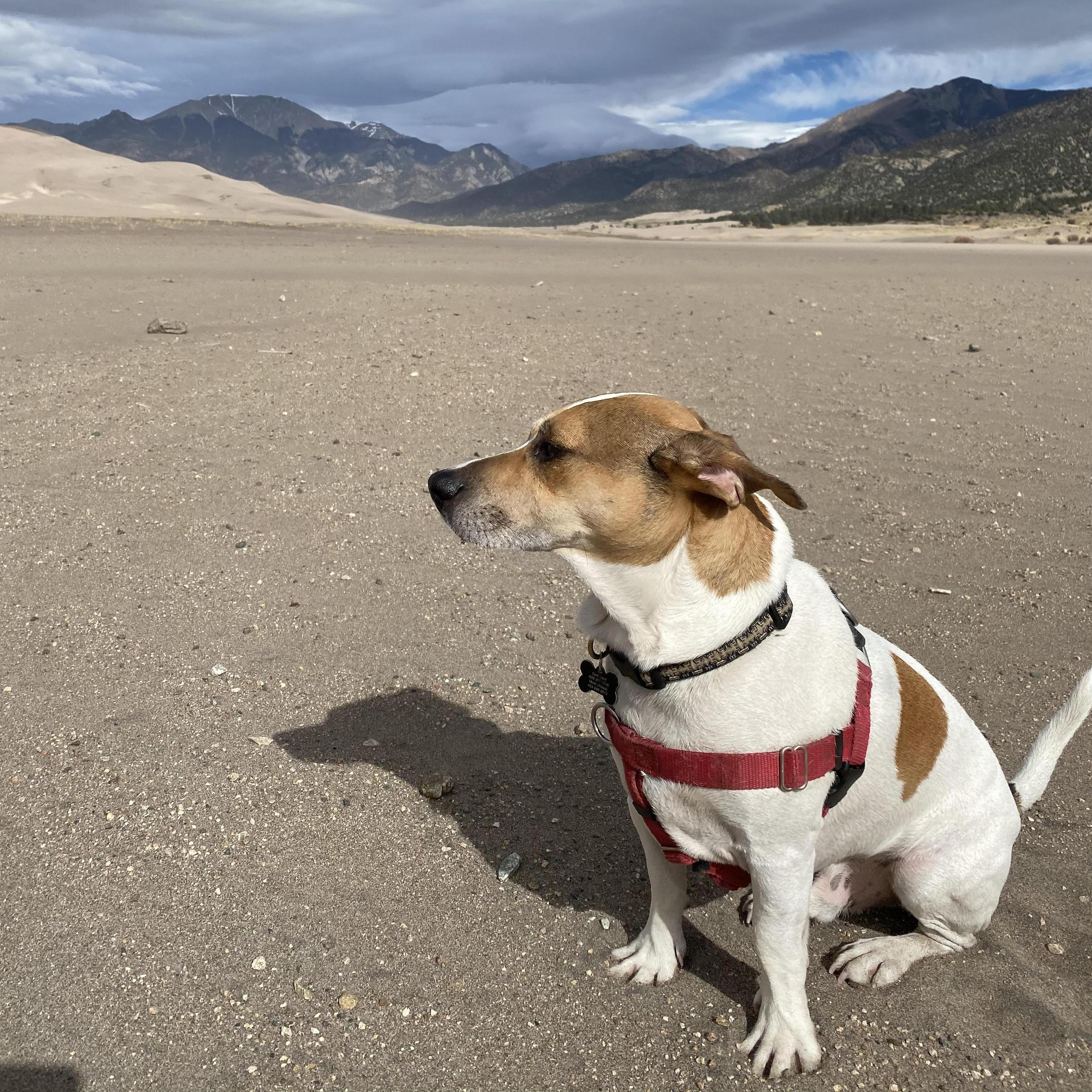 Great Sand Dunes National Park, CO (ft. Brockie)