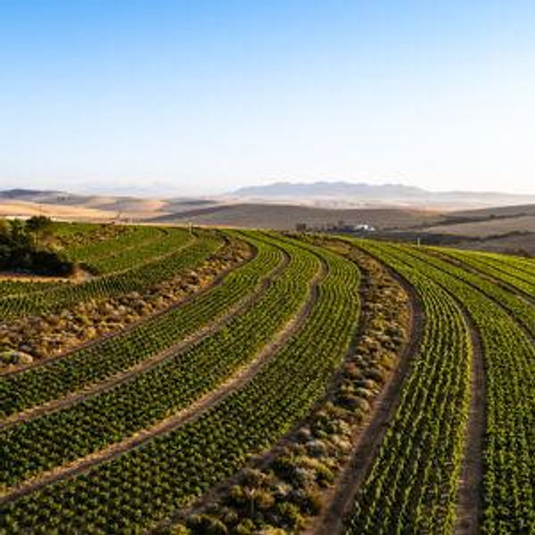 Leeu Family Wine Tour | Honeymoon