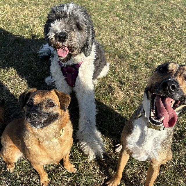 Petsmart Gift Card