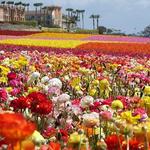 The Carlsbad Flower Fields