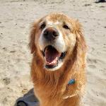 Rosie's Dog Beach