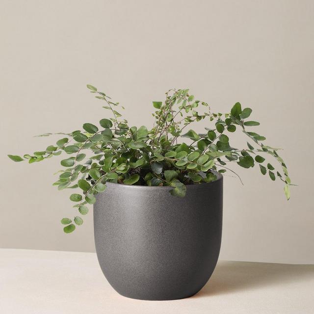 Button Fern
