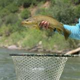 Gone Fishing Colorado