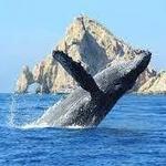 Whale Watching