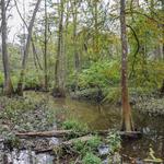 BREC's Bluebonnet Swamp Nature Center