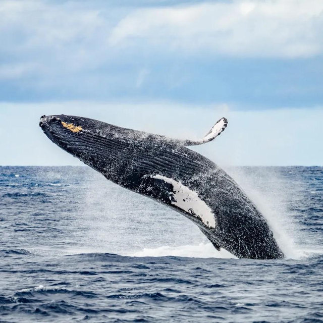 Whale Watching for Two
