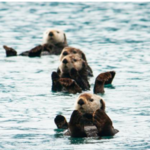 See the Sea Otters