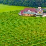 Sannino Vineyard