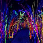 Meow Wolf