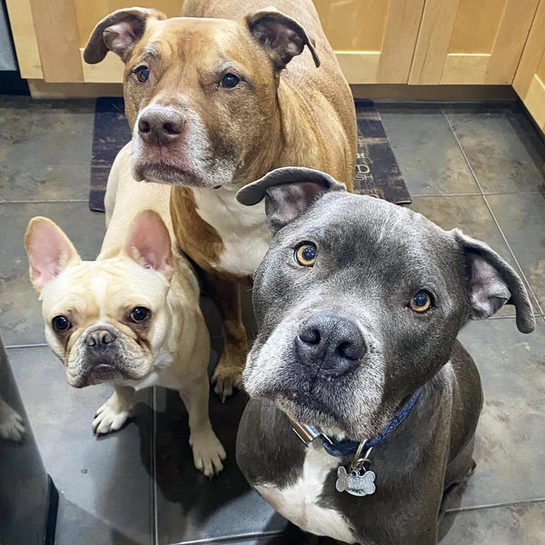 Funding the dogs’ best lives
