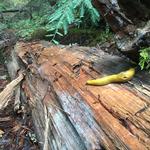 Henry Cowell Redwoods State Park