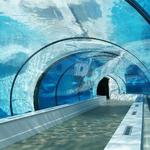 Arctic Ring of Life - Polar Bear & Seal