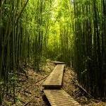 Bamboo Forest Hike