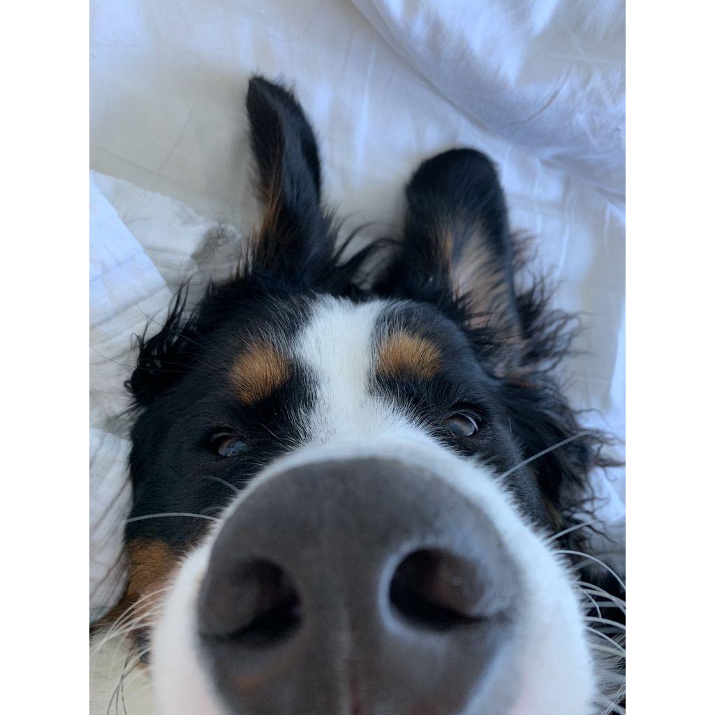 Meet Eddie - our entire heart