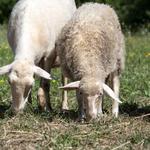 Animal Feeding