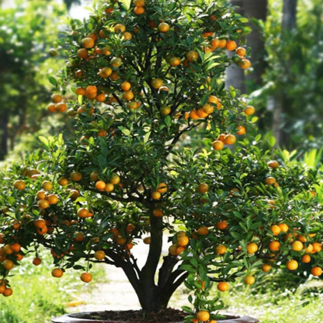 Kumquat Tree