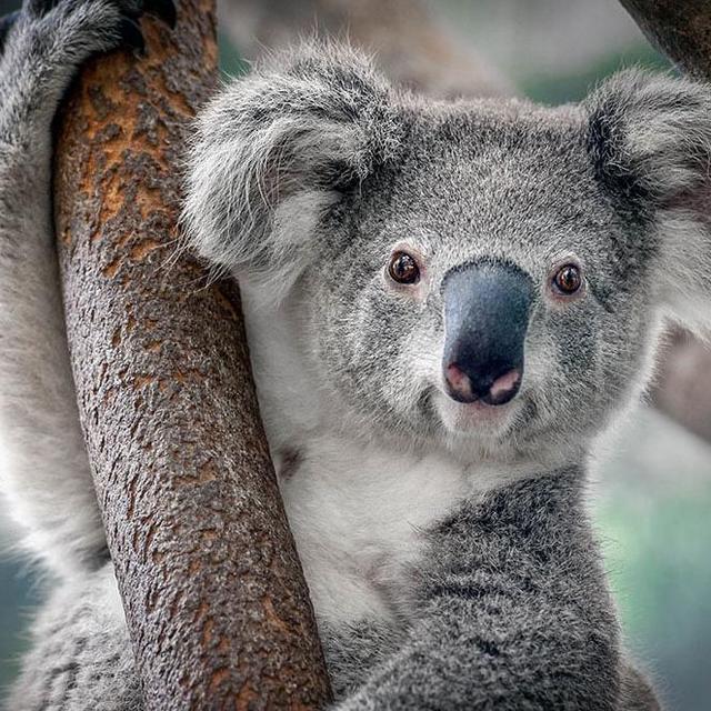 Koala Sanctuary in Brisbane