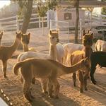 The Alpaca Hacienda, by Appointment ONLY