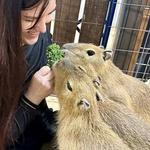 PLAY & EAT: Big Red's Barn Petting Zoo and Cafe