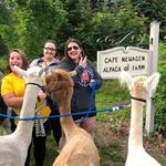 Cape Newagen Alpaca Farm and Gift Shop