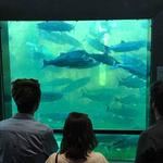 Ballard Locks Fish Ladder
