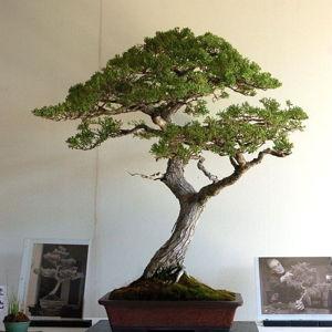 Bonsai workshop in Thailand (honeymoon!)