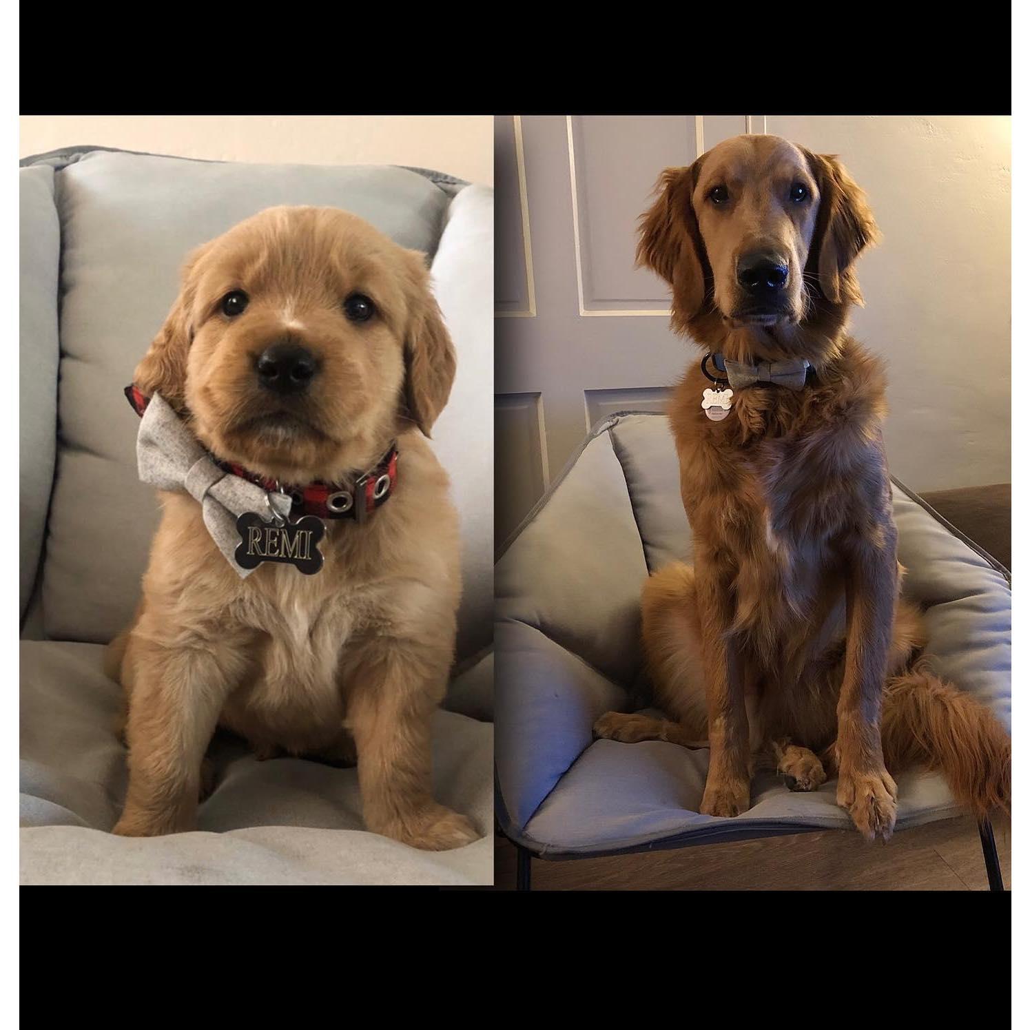April 2020 - We decided to become PAW-rents and gain a fur-son, aka Remington or Remi!!