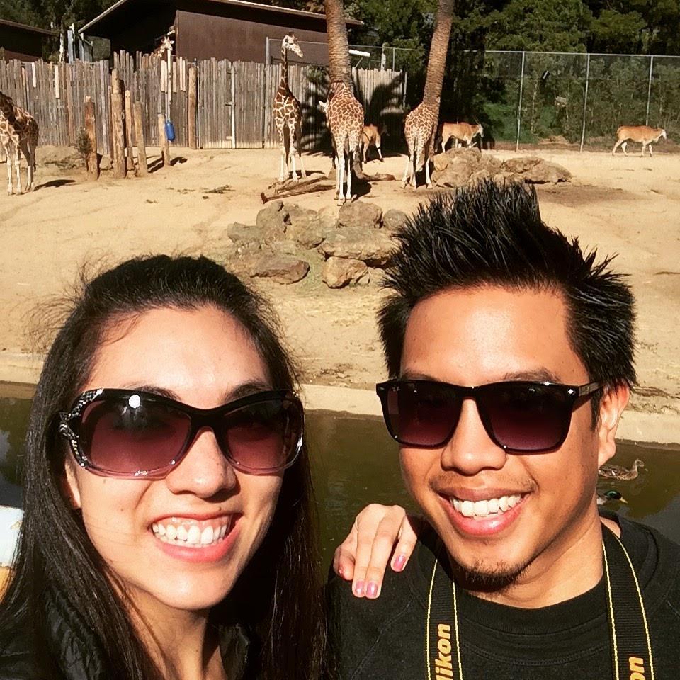 Observing giraffes at the Oakland zoo.