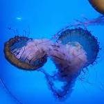 Downtown Aquarium