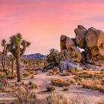 Joshua Tree National Park